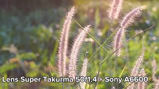 Lens Pentax Super Takurma 50f1.4 + Sony A6600