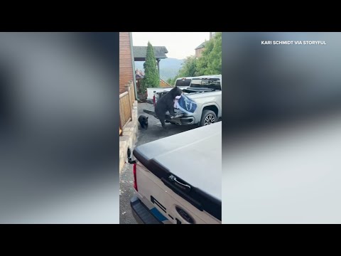 Bears Steal From Car as Family Watches in Disbelief - YouTube