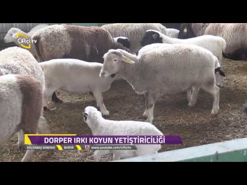 , title : 'Küçükbaş Dünyası-Dorper Irkı Koyun Nedir?Nasıl Yetiştirilir?'