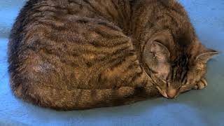 First Response Gaming season 1 episode 3 Patrol Day 3