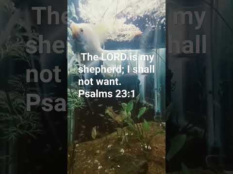 #typebeat #beats #rap #music #aquarium #hopeingod #drill #quotes #religiousquotes #fish