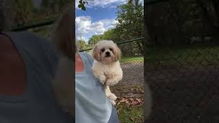 Video preview image #1 Shih Tzu Puppy For Sale in Weston, FL, USA