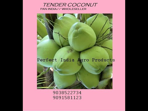 Whole bangalore dab a grade fresh