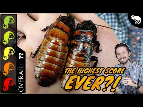 Giant Hissing Cockroach, The Best Pet Invertebrate?