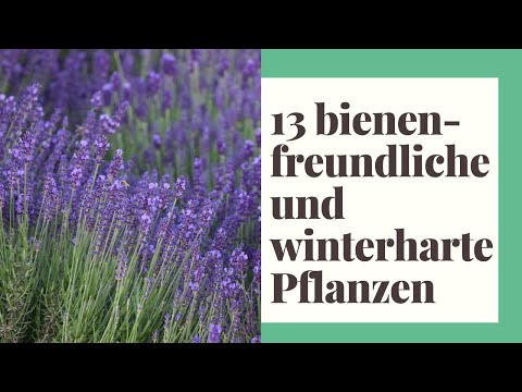 , title : '13 Bienenfreundliche und winterharte Pflanzen - So klappt's mit der Pflanzenpflege garantiert!'