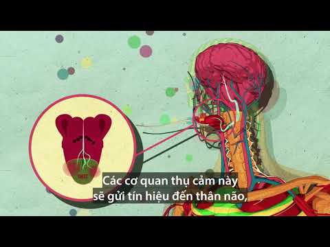 Đường tác động tới bộ não như thế nào