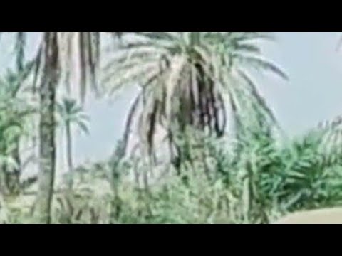 my village beautiful palms trees views in morning and some animals are standing here