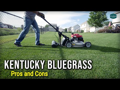 Kentucky Bluegrass Pros and Cons
