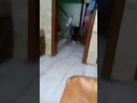 Little lovely kitten :alive without mother