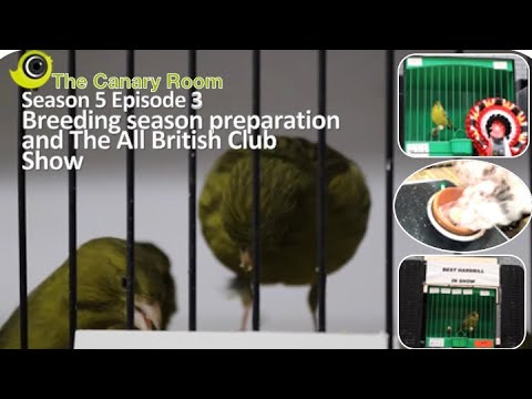 The Canary room - Season 5 Episode 3 - Breeding season prep and The All British show