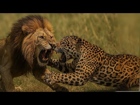 JAGUAR VS LION - Who Will Win This Battle?
