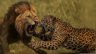 JAGUAR VS LION - Who Will Win This Battle