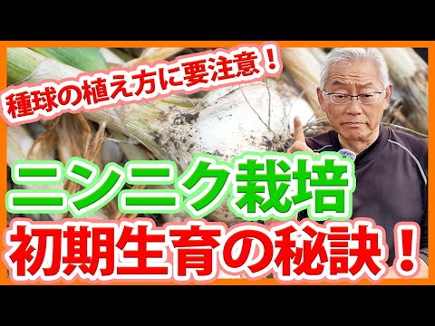 園芸 かなりニンニク