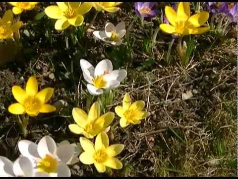 pszczoły na krokusach - nimdyn.MTS