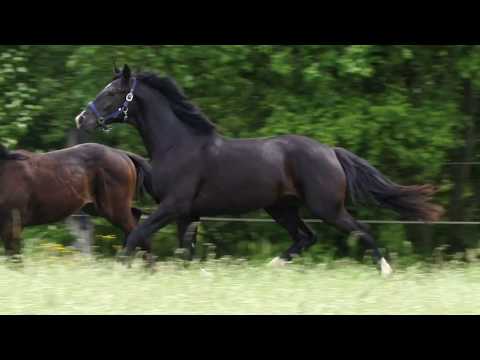 Rapphengst Dollar von PRH Danciano aus der Famous Girl