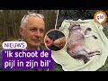 Zo werd de wolf die in een Doetinchemse tuin lag te slapen verdoofd