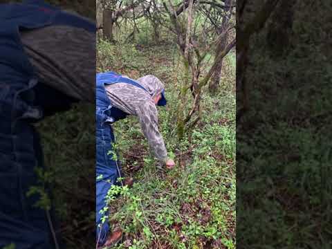 Ted Goes Hunting For Morel Mushrooms