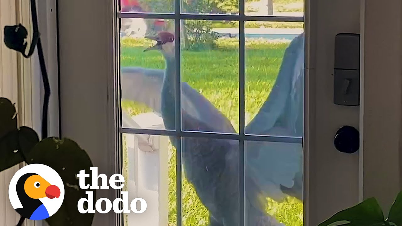 Crane Introduces His Babies To His Human Best Friend Every Year | The Dodo