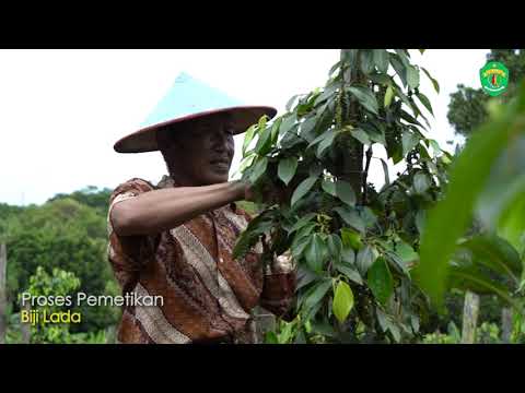 , title : 'Lada Malonan, Varietas Unggul Dalam Upaya Mengembalikan Kejayaan Rempah di Kalimantan Timur'