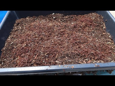 red wiggler worm bedding from free mulch
