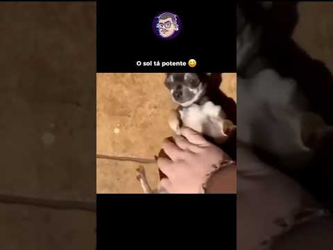 Quanto pinsher 😆 #memes #humor #comedia #shortsvideo #shortsfeed #shorts