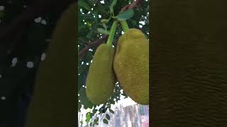 Download lagu Langka #jackfruit #fruittrees #nature mp3 Download lagu Langka #jackfruit #fruittrees #nature mp3