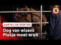 Heftige operatie voor wisent Plukje | Omroep Brabant
