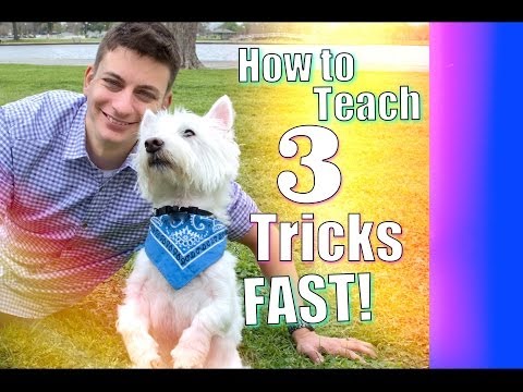 3 AWESOME TRICKS Every Dog Should Know! Roll Over, Play Dead and... Video