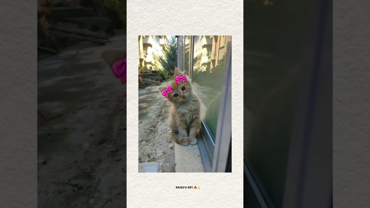 “12 Aesthetic Cat Profile Pictures | Cute & Cozy DP Ideas”