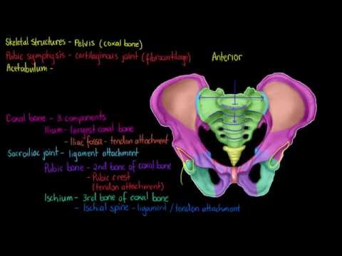 Skeletal Structures- The Pelvis
