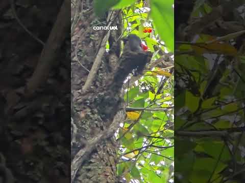 Pica-pau é visto no alto de árvore em São Carlos (SP)