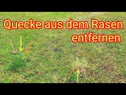 Quecke im Rasen bekämpfen & dauerhaft und nachhaltig entfernen