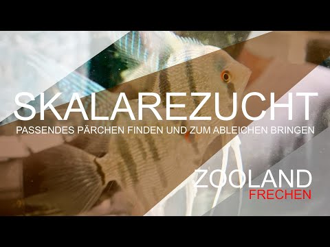 SKALARZUCHT mit Mike Schneider. Von der Pärchenwahl bis zum ablaichen