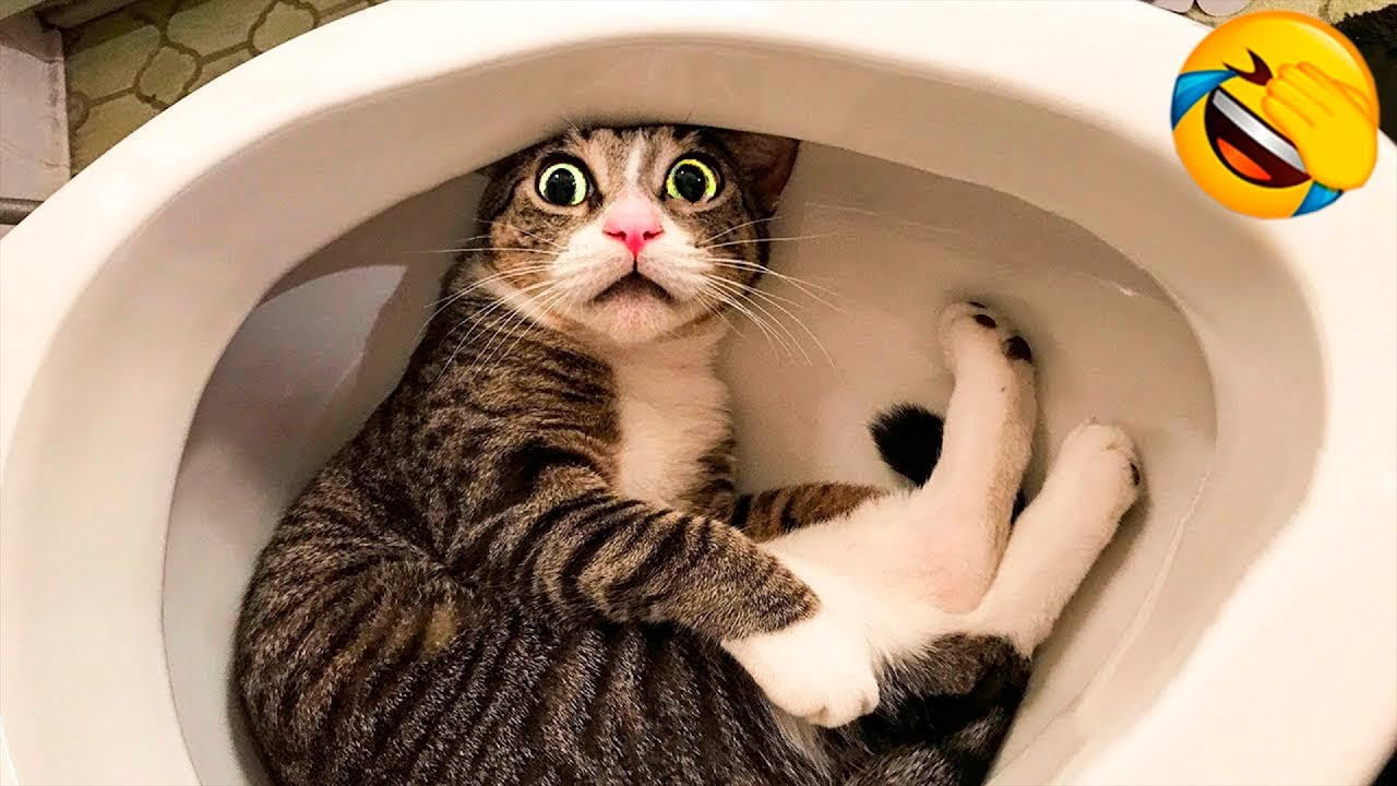 You Laugh You Lose 😹 Funniest Cats and Dogs 2025😂 Part 2