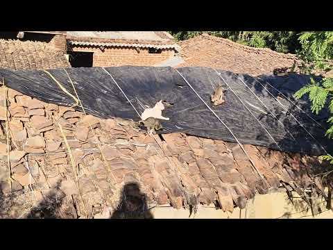 Cat🐈🐾#vlog#video#viral#playing#love#entertainment#funny#naughty#kids#kitten