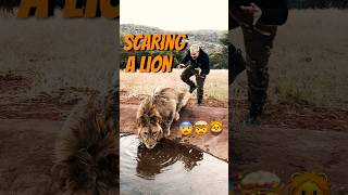 Scaring a Lion‼️Caption this!😨🦁