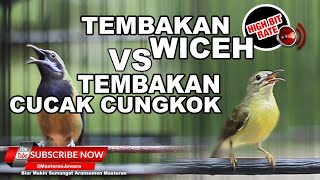 Download lagu #1 🔴Kolibri Kelapa Gacor Betina Vs Cucak Cungkok Gacor Isian Kunti❗️ mp3 Download lagu #1 🔴Kolibri Kelapa Gacor Betina Vs Cucak Cungkok Gacor Isian Kunti❗️ mp3