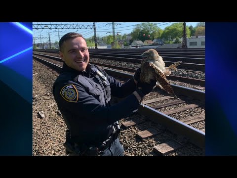 CT Red Tailed Hawk Rescued & Released