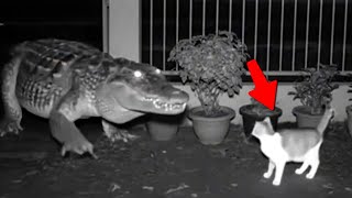 Quando Animais se Meteram com o Oponente Errado