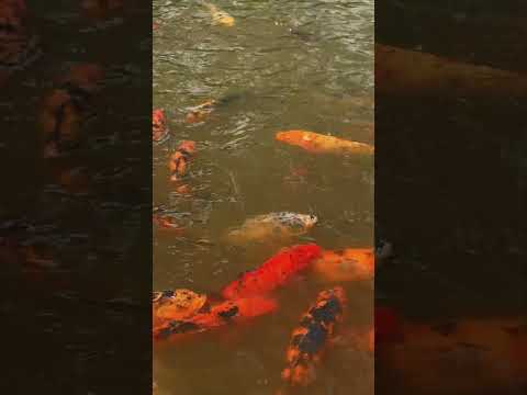 Maringa PR #drone #dji #maringa #paraná