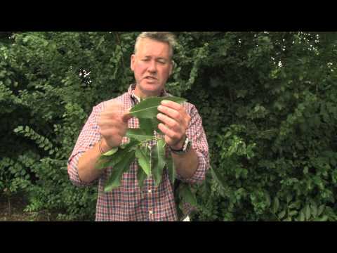 download lagu mp3 mp4 Sweet Chestnut Tree Identification, download lagu Sweet Chestnut Tree Identification gratis, unduh video klip Sweet Chestnut Tree Identification