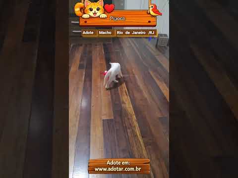 Vídeo de Pipoca 