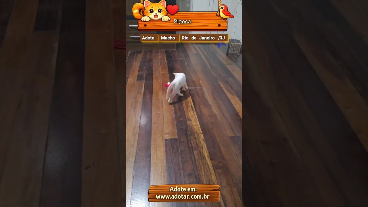 Gato raça SRD-ViraLata idade 2 a 6 meses nome Pipoca 