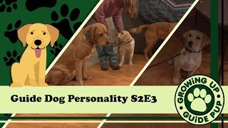GUGP Season 2 - Week 3 - Puppy Personality