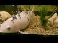 Fishy Fishy