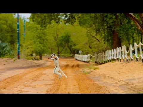 Island of Lemurs: Madagascar (Clip 'The Lemur Dance')