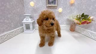 トイプードルの動画01