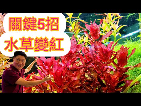 , title : '新手必看 讓紅色水草轉紅的五大關鍵 高難度水草破解大公開How to make  aquatic plnat turning red  in fish tank aquarium'