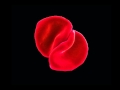 Peter Gabriel - Listening Wind.avi