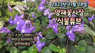 23년 11월 28일 양재꽃시장 식물튜브 매장에는 어떤 식물들이 입고 되었는지 함께 보러가시죠~~ #양재꽃시…